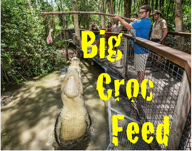 Big Croc Feed